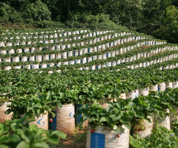 Les plantes à privilégier pour un jardin écolo