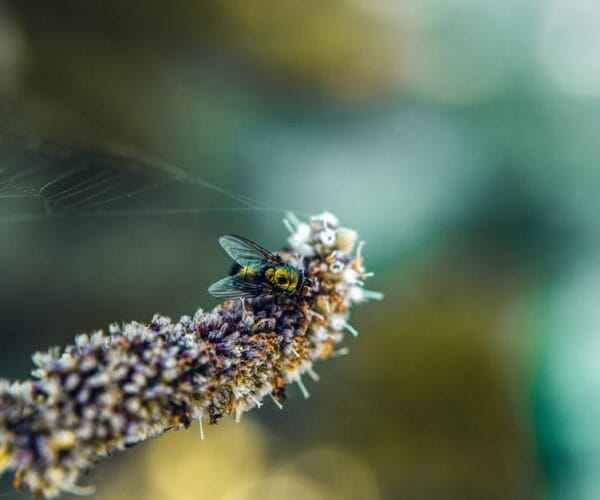 Aménager un coin de nature dans votre jardin