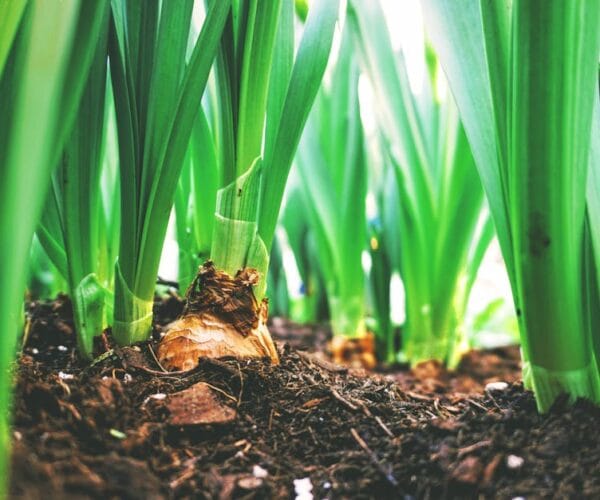 Créer un potager urbain dans son jardin