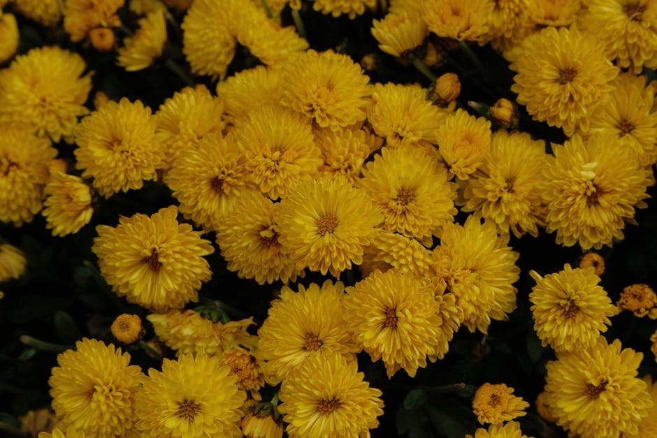 Embellir son jardin avec des fleurs vivaces