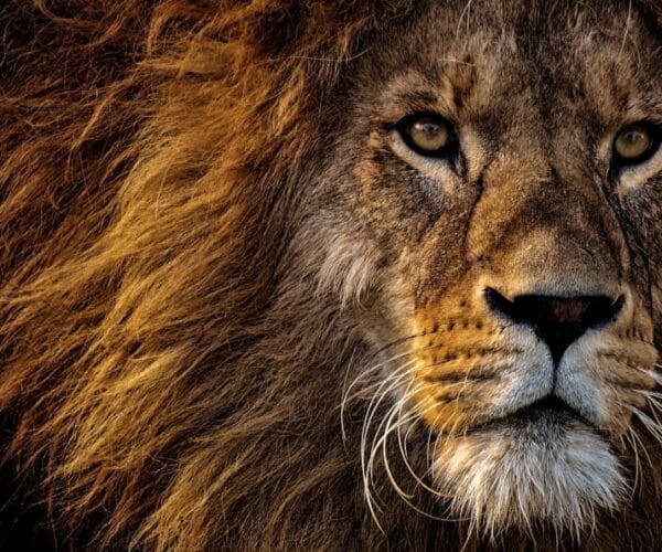 Mufasa : Le Roi Lion en VOD, comment le louer ?