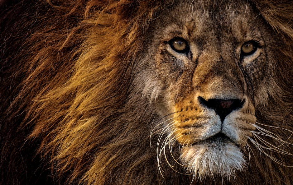 Mufasa : Le Roi Lion en VOD, comment le louer ?