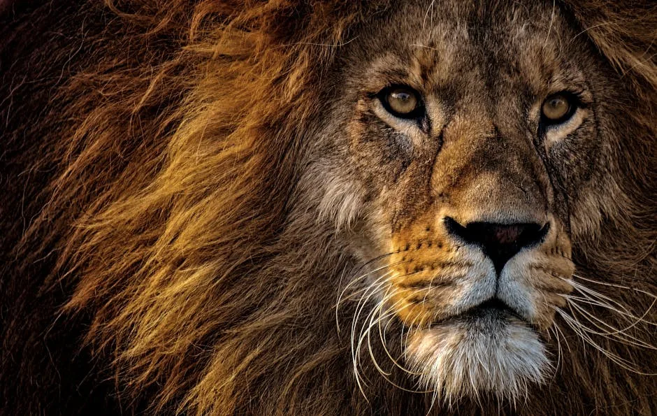 Mufasa : Le Roi Lion en VOD, comment le louer ?