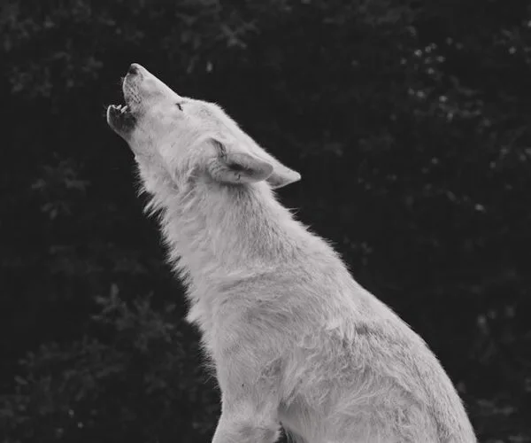 Accédez à Teen Wolf en Streaming Légalement