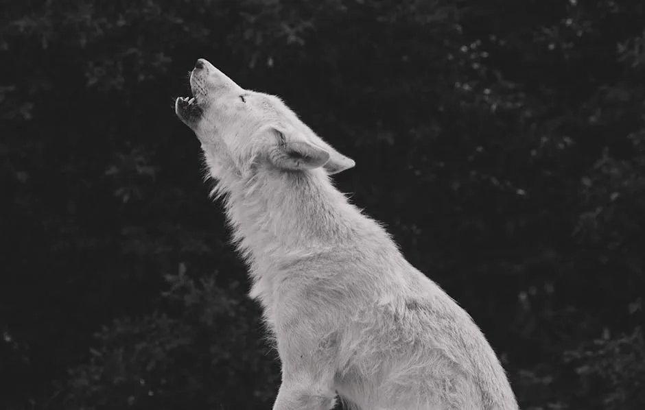 Accédez à Teen Wolf en Streaming Légalement