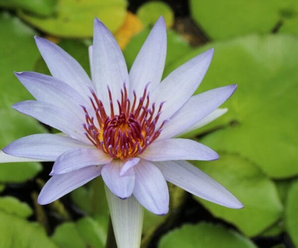 Jardinage : idées pour un espace zen et relaxant