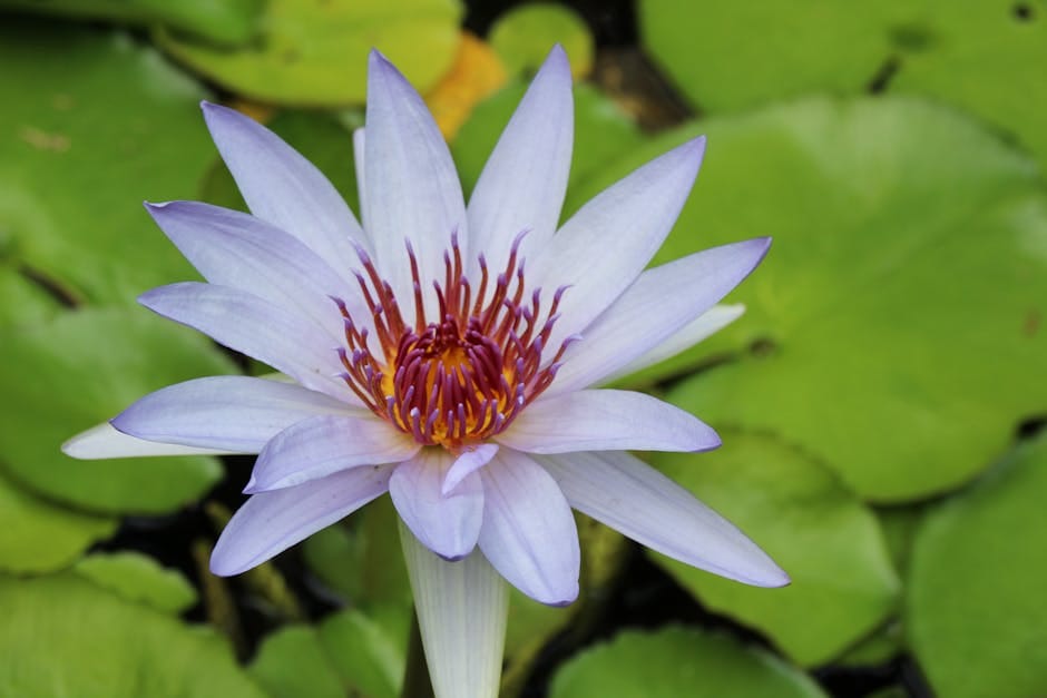 Jardinage : idées pour un espace zen et relaxant