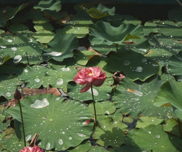 Créer un jardin zen pour se détendre
