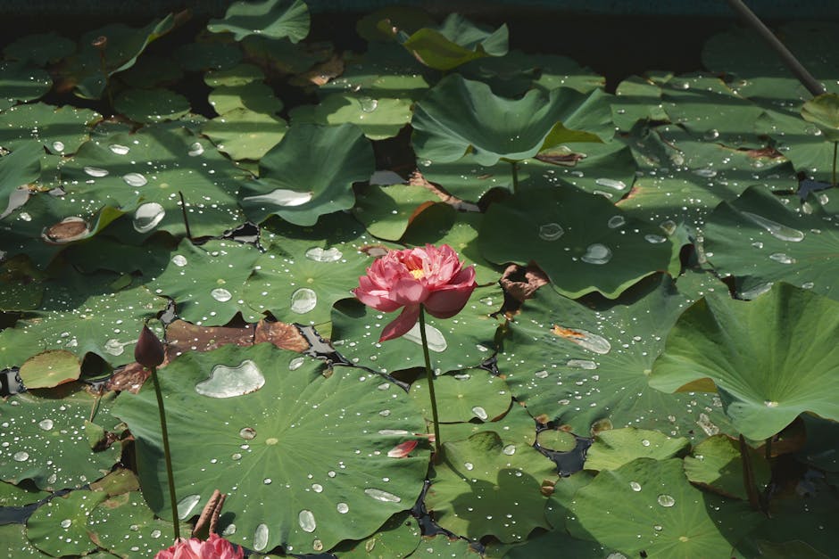 Créer un jardin zen pour se détendre