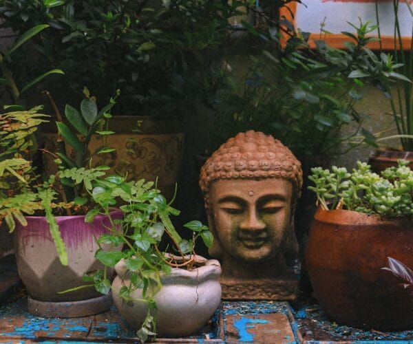 Les plantes idéales pour un jardin zen