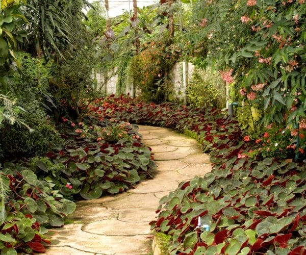 Top astuces pour embellir votre jardin