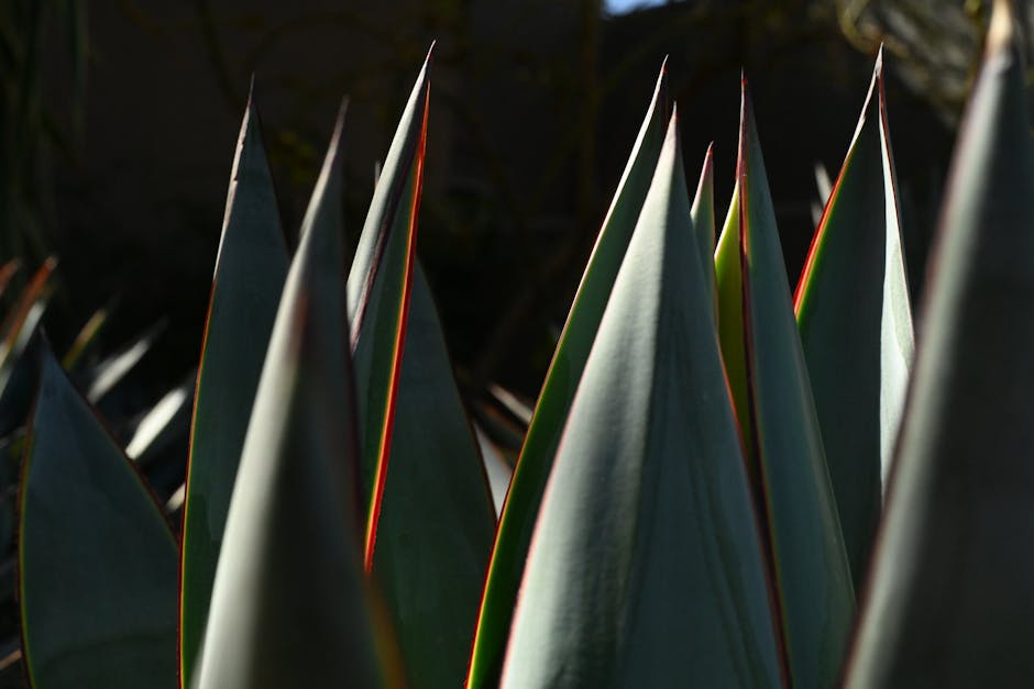 Les meilleures plantes pour un jardin ensoleillé