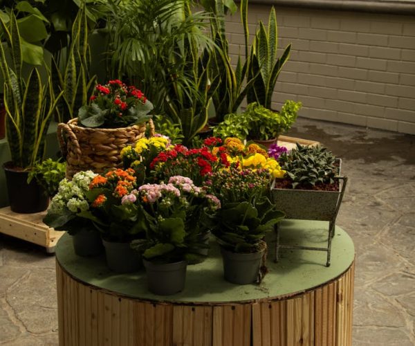 Les plantes faciles à entretenir au jardin