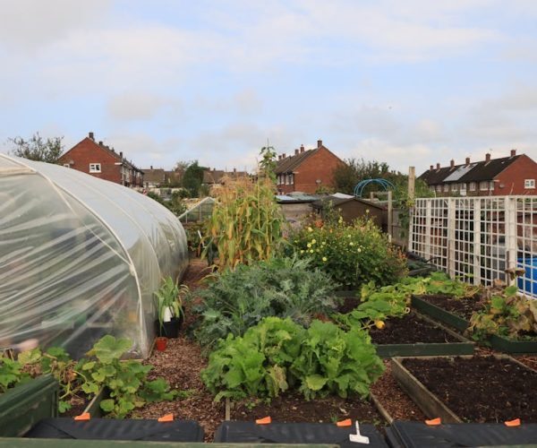 Comment créer un potager sans effort chez soi