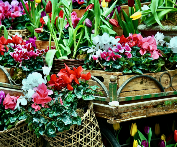 Conseils pour embellir votre jardin facilement