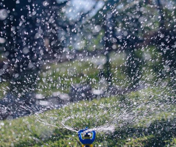 Arroser son jardin en canicule sans gaspiller l’eau