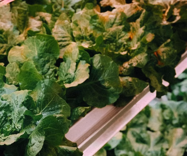 Créer un potager vertical en appartement : le guide complet