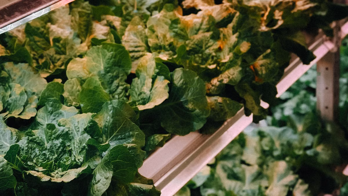 Créer un potager vertical en appartement : le guide complet