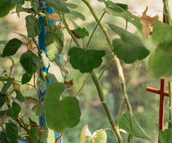 Les meilleures plantes d’intérieur purifient vraiment l’air