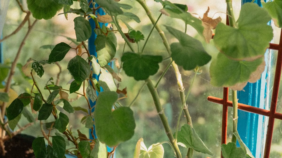 Les meilleures plantes d’intérieur purifient vraiment l’air