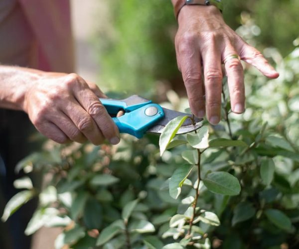 Entretien jardin automne : 5 tâches essentielles avant l’hiver