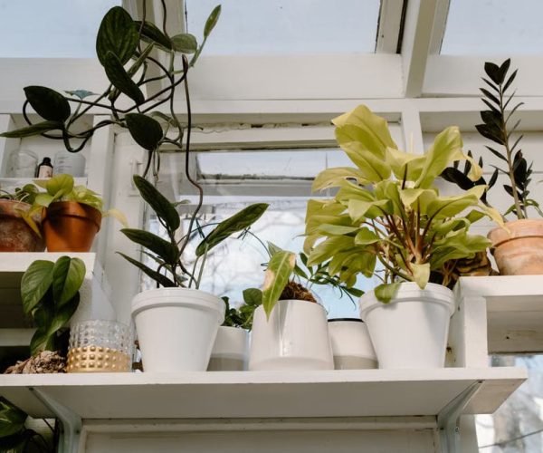 Jardin d’hiver à moindre coût : 7 stratégies gagnantes