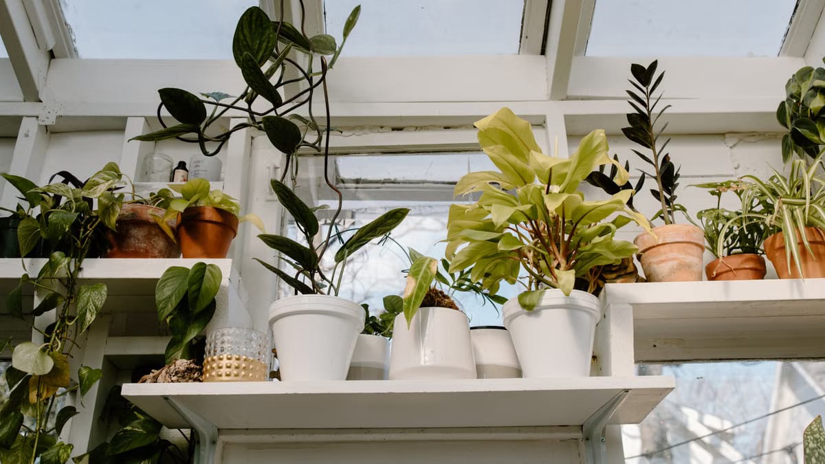 Jardin d’hiver à moindre coût : 7 stratégies gagnantes