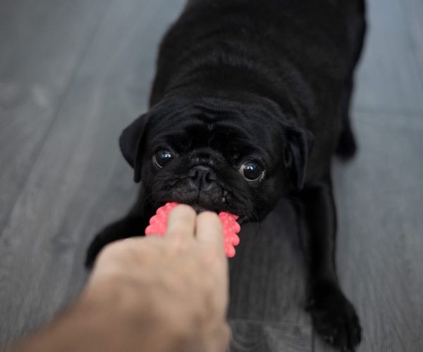Les meilleurs jouets pour chiens