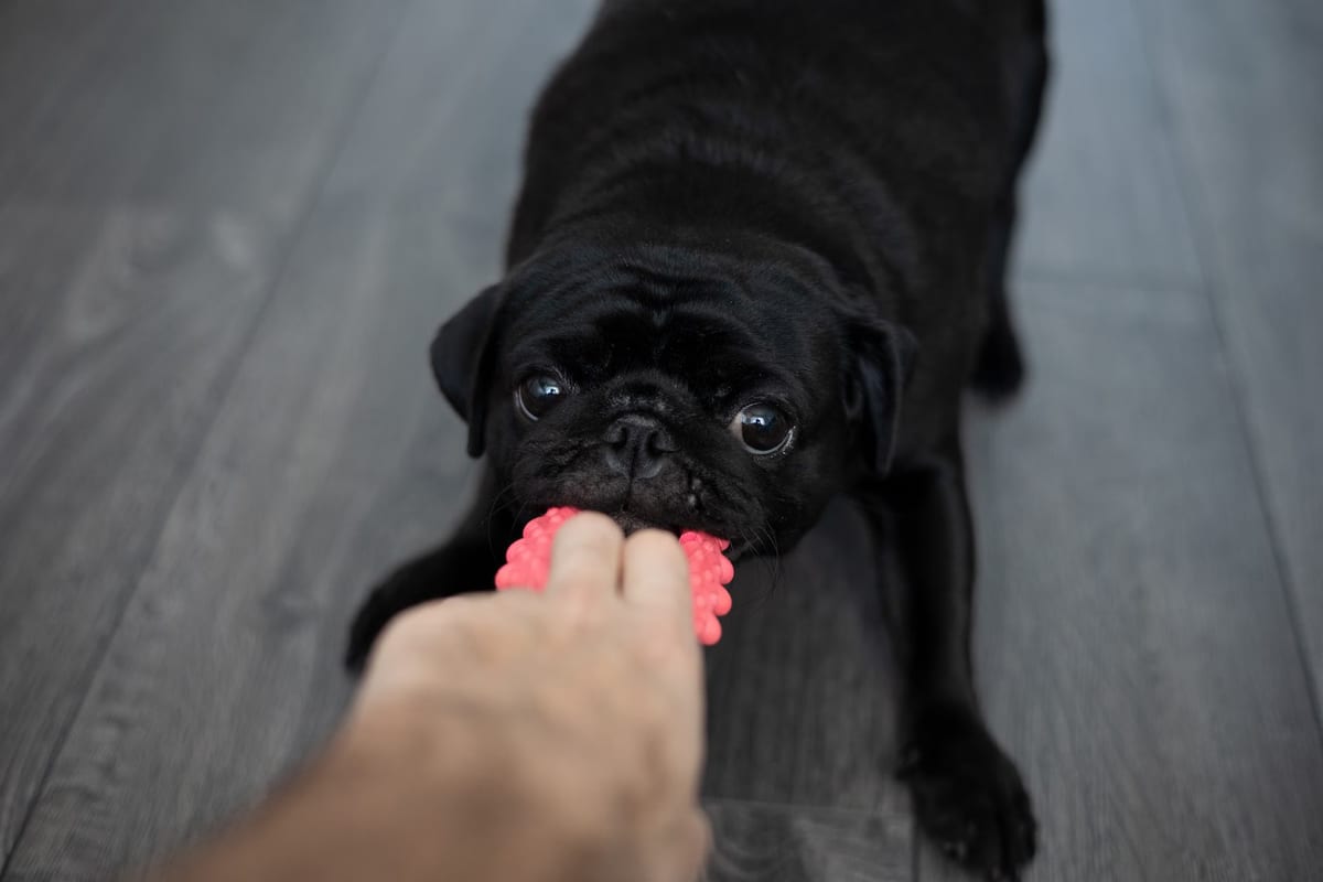 Les meilleurs jouets pour chiens