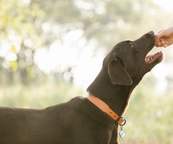 Les meilleurs mangeurs de chiens