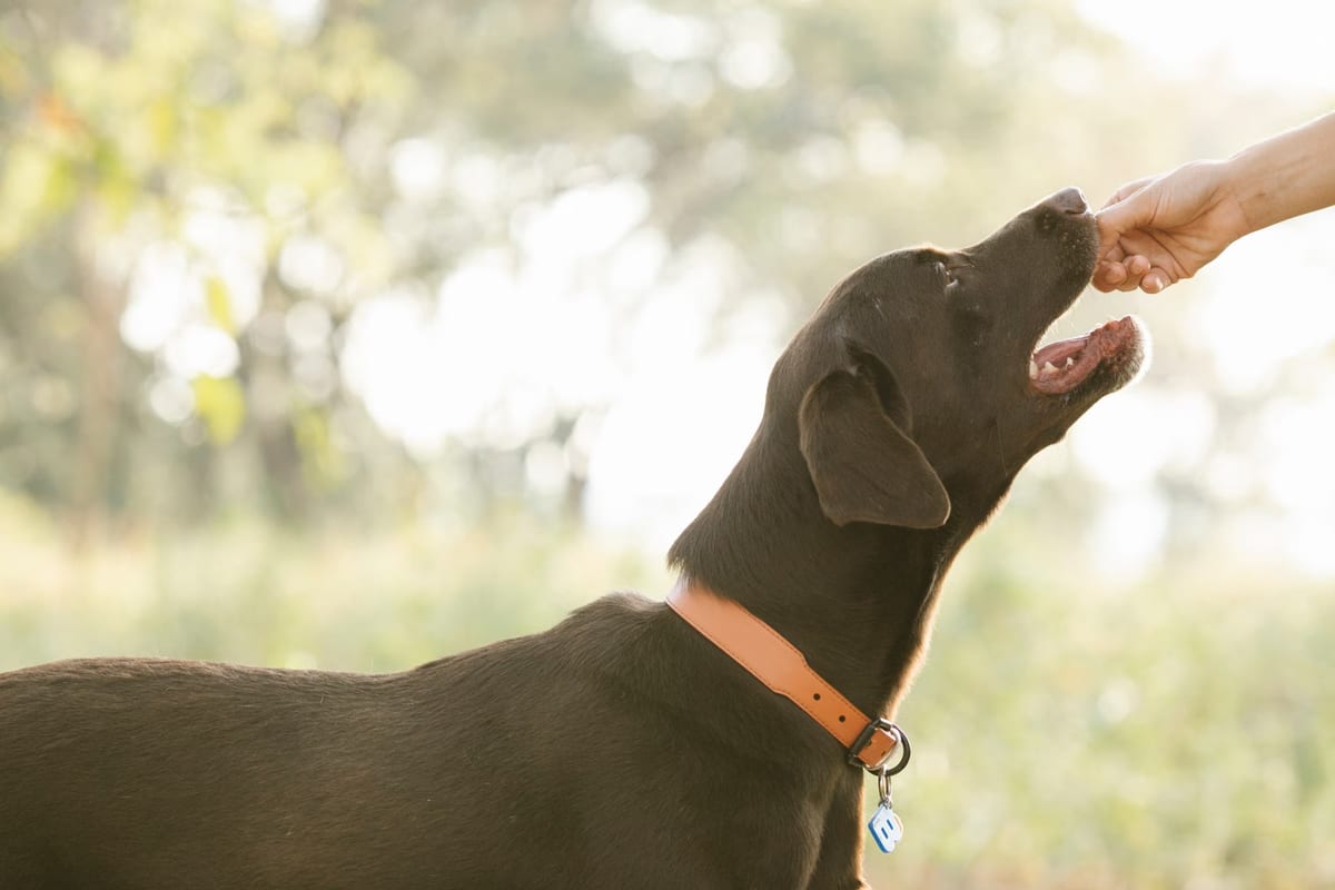 Les meilleurs mangeurs de chiens