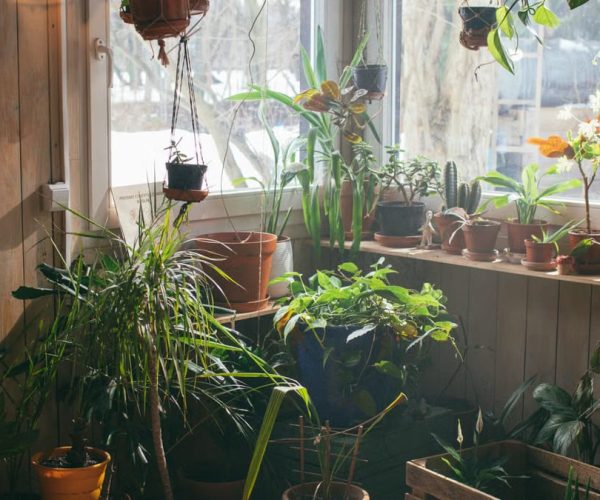 Créer un mur végétal intérieur : le guide complet et facile