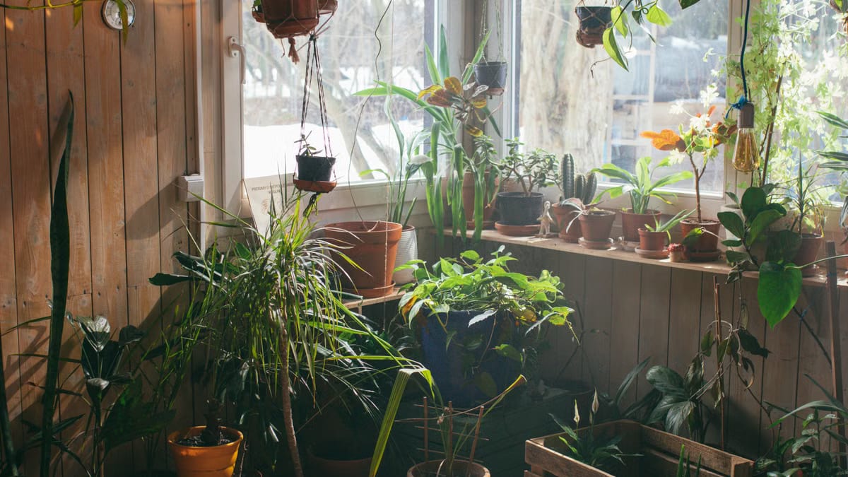 Créer un mur végétal intérieur : le guide complet et facile