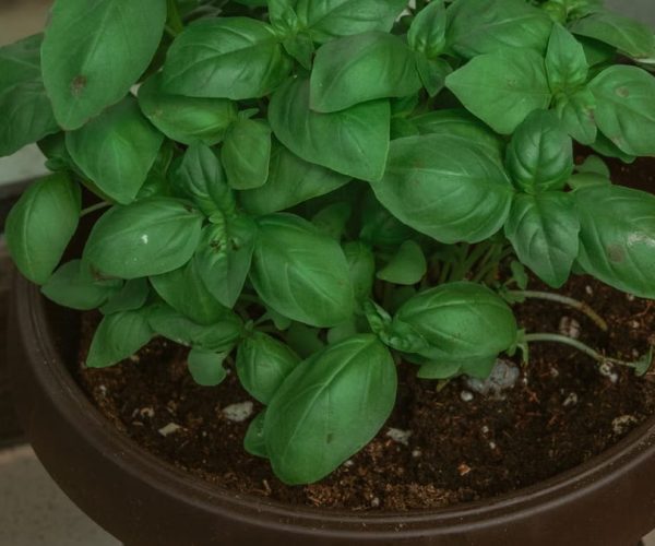 Jardin d’herbes aromatiques intérieur : aménager votre cuisine