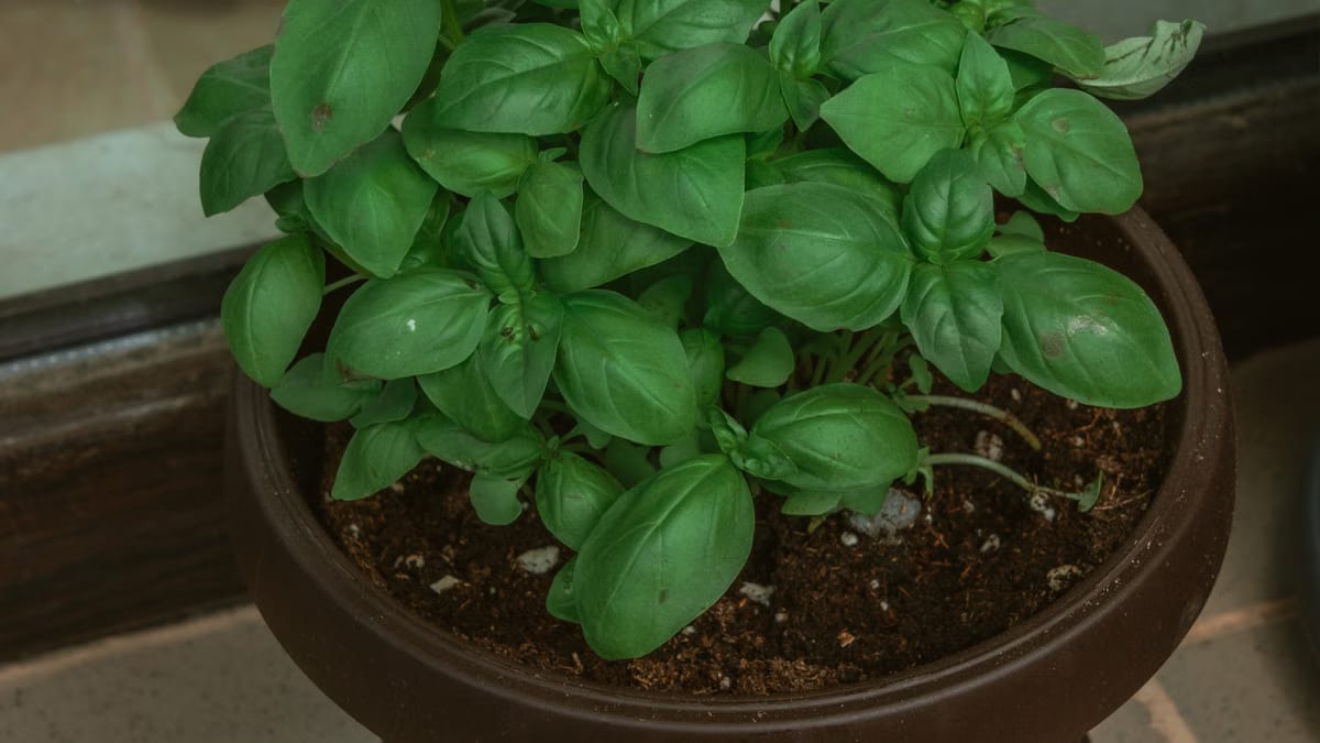 Jardin d’herbes aromatiques intérieur : aménager votre cuisine